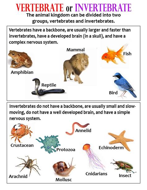Is A Python A vertebrate or invertebrate?